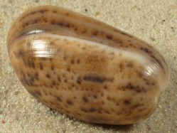 Bulla striata - Bullidae