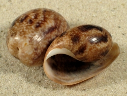 Bulla vernicosa - Bullidae