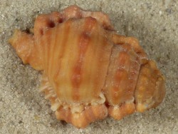 Bursa corrugata pustulosa - Bursidae