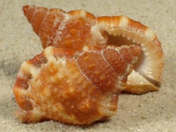 Bursa cubaniana - Bursidae