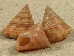 Calliostoma hernandezi - Calliostomatidae