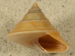 Calliostoma scotti - Calliostomatidae
