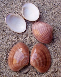 Callista chione - Veneridae