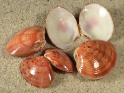 Callista chione - Veneridae