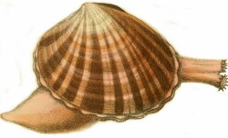 Callista chione - Veneridae