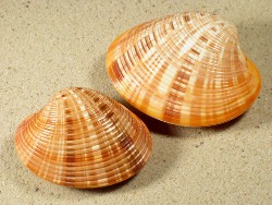 Callista erycina - Veneridae