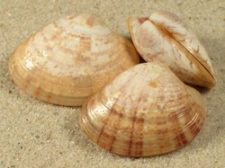 Callista florida - Veneridae