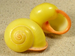 Calocochlia chrysocheila - Camaenidae