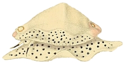 Calpurnus verrucosus - Ovulidae