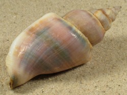 Canarium urceus - Strombidae