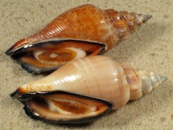 Canarium urceus - Strombidae