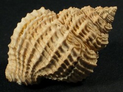 Bivetiella cancellata - Cancellariidae