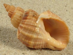 Sydaphera spengleriana - Cancellariidae