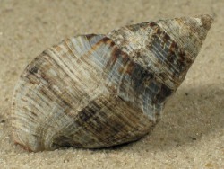 pisania tincta