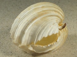 Cardium costatum - Cardiidae