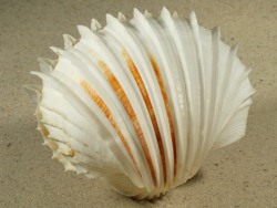 Cardium costatum - Cardiidae