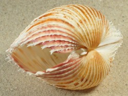 Cardium indicum - Cardiidae