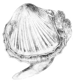 Cardium indicum - Cardiidae