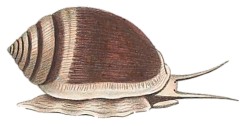 Cassidula aurisfelis - Ellobiidae