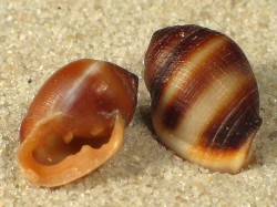 Cassidula schmackeriana - Ellobiidae