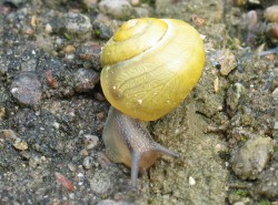 Cepaea hortensis - Helicidae