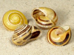 Cepaea hortensis - Helicidae