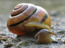 Cepaea hortensis - Helicidae