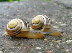 Cepaea hortensis - Helicidae