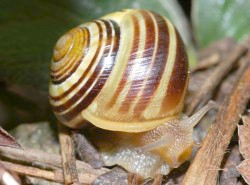 Cepaea hortensis - Helicidae