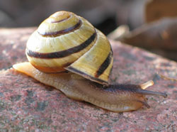 Cepaea nemoralis - Helicidae