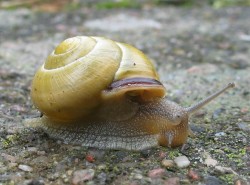 Cepaea nemoralis - Helicidae