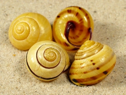 Cepaea nemoralis - Helicidae