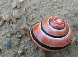 Cepaea nemoralis - Helicidae