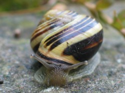 Cepaea nemoralis - Helicidae