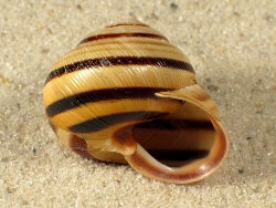 Cepaea vindobonensis - Helicidae