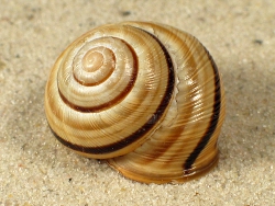 Cepaea vindobonensis - Helicidae