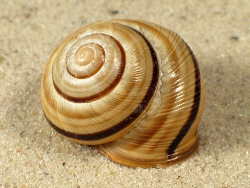 Cepaea vindobonensis - Helicidae