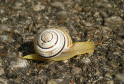 Cepaea vindobonensis - Helicidae