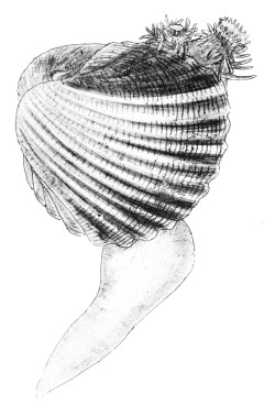 Cerastoderma edule - Cardiidae