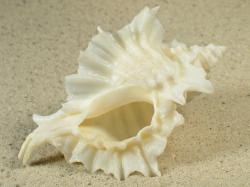 Ceratostoma foliatum - Muricidae