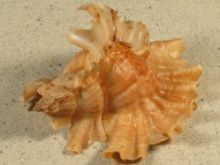 Ceratostoma burnetti - Muricidae