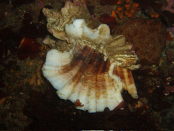 Ceratostoma foliatum - Muricidae