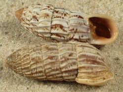 Cerion chrysalis - Cerionidae