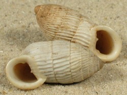 Cerion maritimum - Cerionidae