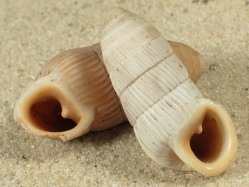 Cerion sarcostoma - Cerionidae