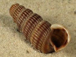 Cerithidea decollata - Potamididae