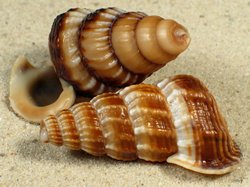 Cerithidea obtusa - Potamididae