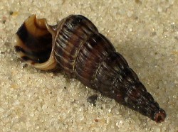 Cerithidea ornata - Potamididae