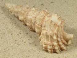 Cerithium nodulosum - Cerithiidae