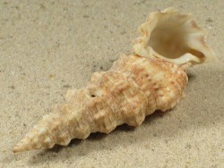 Cerithium nodulosum - Cerithiidae